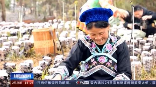 種蘑菇、養(yǎng)駱駝...。。特色產(chǎn)業(yè)助力鄉(xiāng)村振興走新路