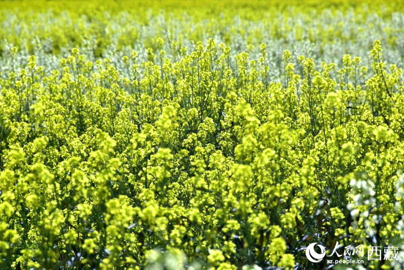 盛開的小油菜花。人民網(wǎng) 李海霞攝