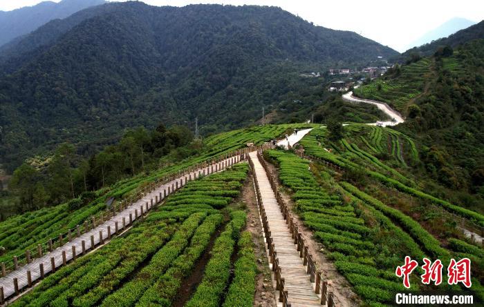 圖為西藏林芝市墨脫縣背崩鄉(xiāng)格林村山頂?shù)木坝^茶園。(無(wú)人機(jī)照片) 李林 攝