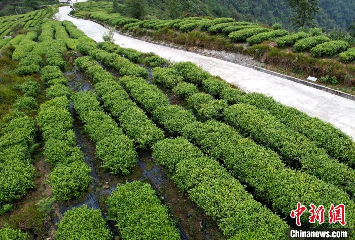圖為西藏林芝市墨脫縣背崩鄉(xiāng)格林村山頂?shù)木坝^茶園。(無(wú)人機(jī)照片) 李林 攝