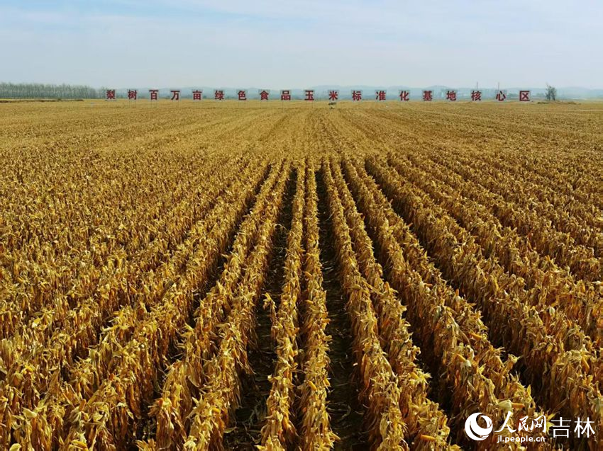 吉林黑土地上糧滿倉（資料圖片）。人民網(wǎng)記者 王海躍攝