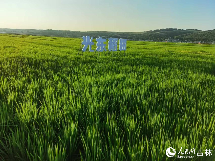 光東村稻田風景美如畫（資料圖片）。人民網(wǎng)記者 王海躍攝