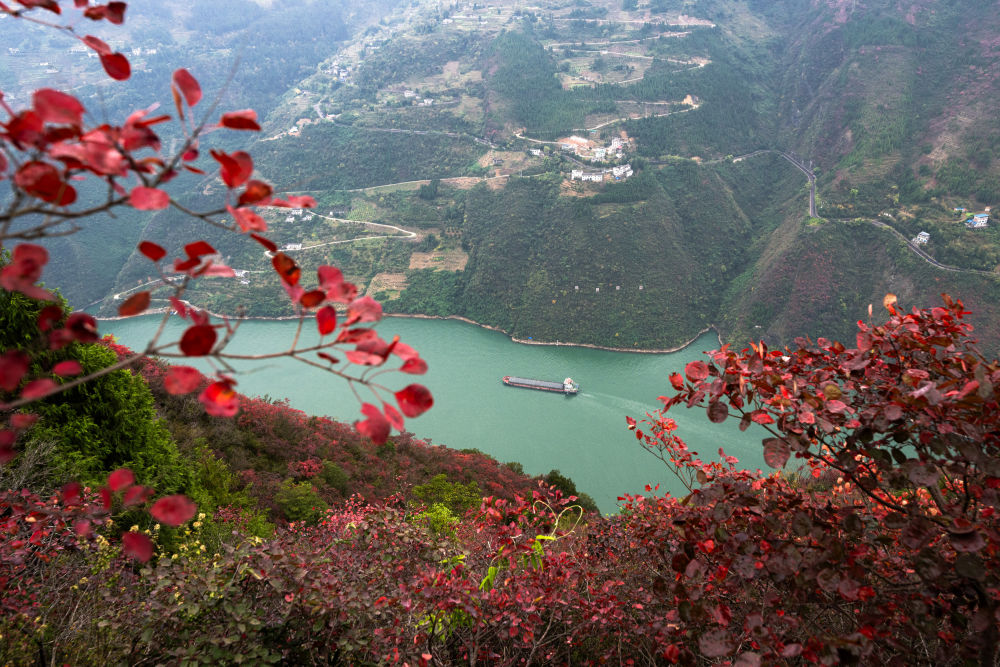 船舶行駛在紅葉掩映下的長(zhǎng)江三峽重慶市巫山縣水域（2023年11月30日攝）。新華社記者 肖藝九 攝