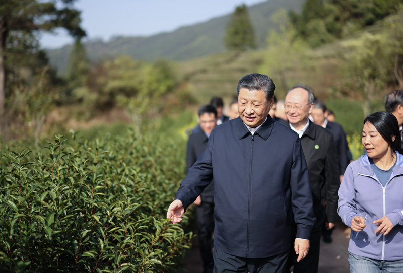 2021年3月22日下午，習(xí)近平在福建省南平市武夷山市星村鎮(zhèn)燕子窠生態(tài)茶園，察看春茶長勢，了解當(dāng)?shù)夭璁a(chǎn)業(yè)發(fā)展情況。