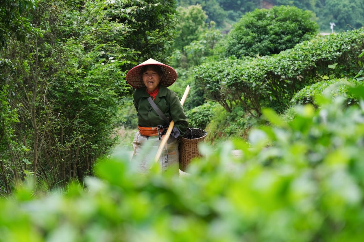2024年4月24日，湖南省衡陽市耒陽市龍?zhí)伶?zhèn)江頭貢茶葉種植專業(yè)合作社，村民在茶山采摘茶葉，實現(xiàn)了家門口就業(yè)。