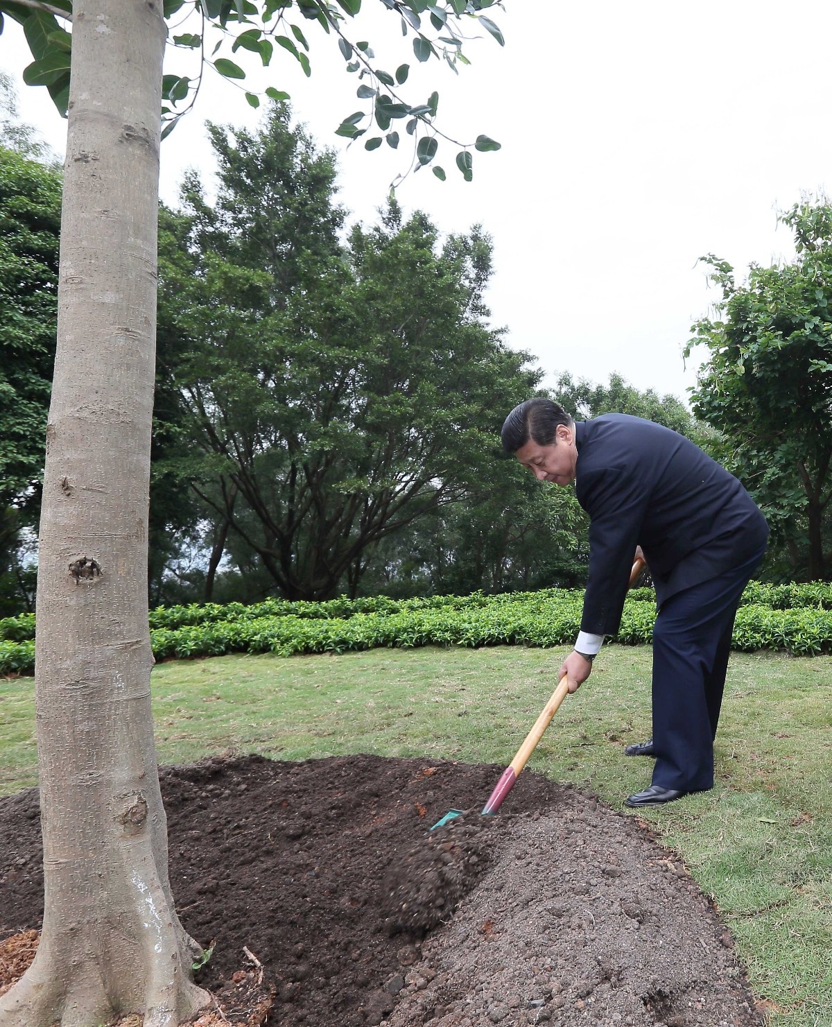 2012年12月8日，習(xí)近平在深圳蓮花山公園種下一棵高山榕樹。