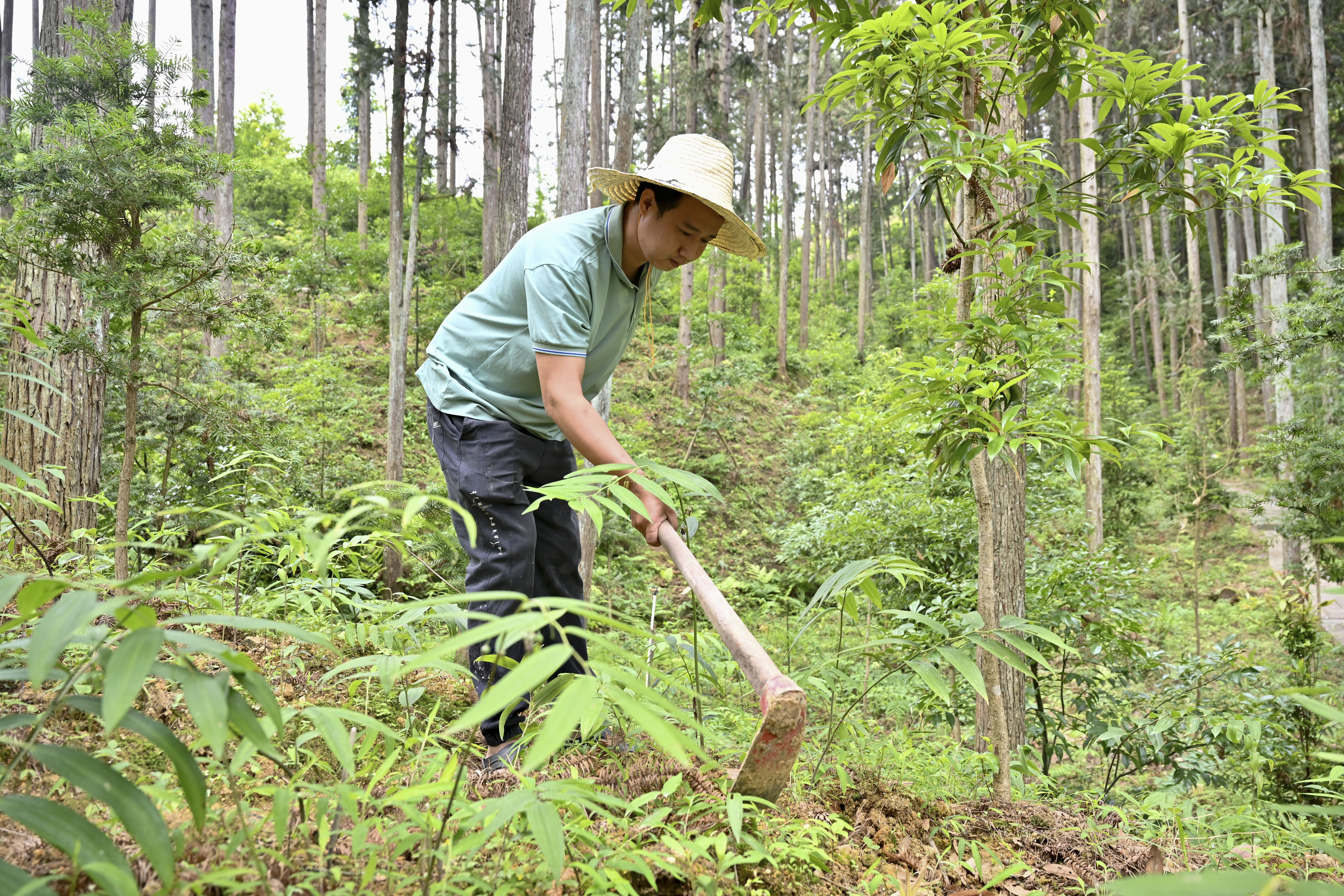 2024年5月9日，福建省三明市馬巖林下經(jīng)濟(jì)種植示范基地工人在管理林下種植的多花黃精。
