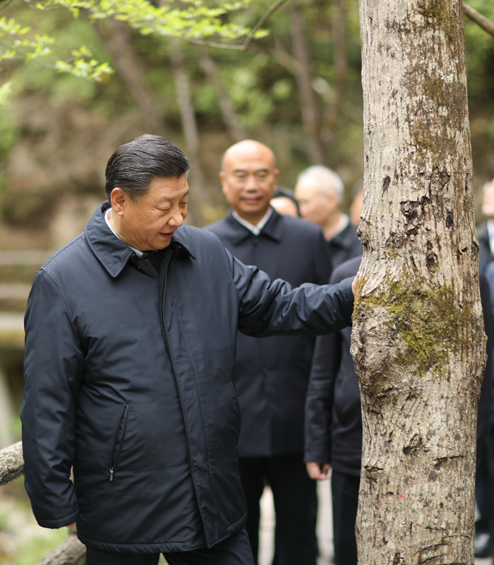　2020年4月，習(xí)近平總書記來到位于商洛市柞水縣的秦嶺牛背梁國家級自然保護(hù)區(qū)，考察秦嶺生態(tài)保護(hù)情況。新華社記者 鞠鵬 攝