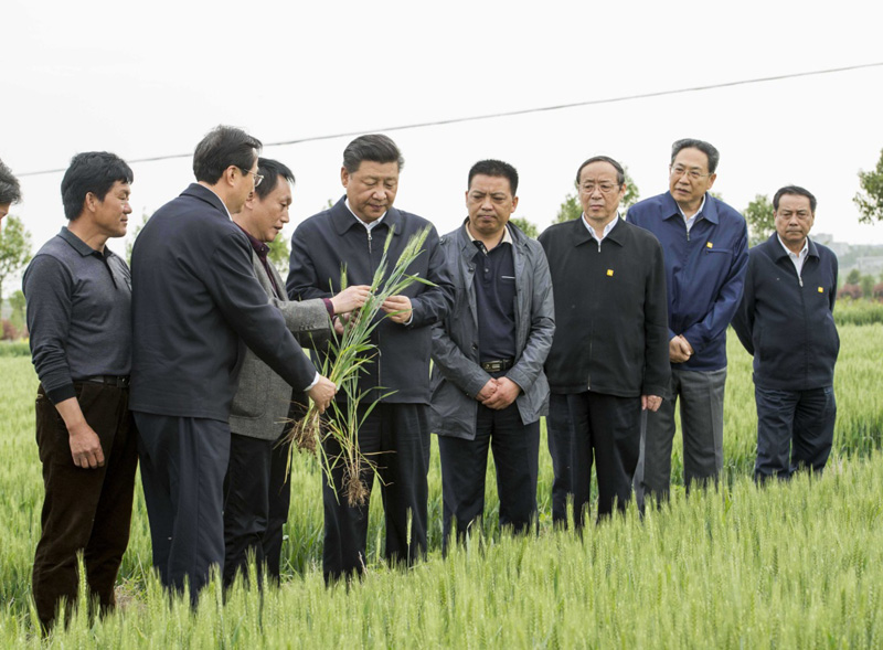 2016年4月25日下午，習(xí)近平在安徽滁州市鳳陽(yáng)縣小崗村察看小麥長(zhǎng)勢(shì)。左一為種糧大戶程夕兵。新華社記者 李學(xué)仁 攝