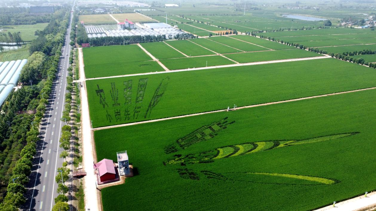 俯瞰小崗村高標(biāo)準(zhǔn)農(nóng)田。鳳陽(yáng)縣委宣傳部供圖