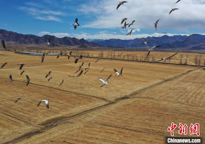 圖為黑頸鶴在拉薩市林周縣境內(nèi)飛翔?！∝暩聛?lái)松 攝