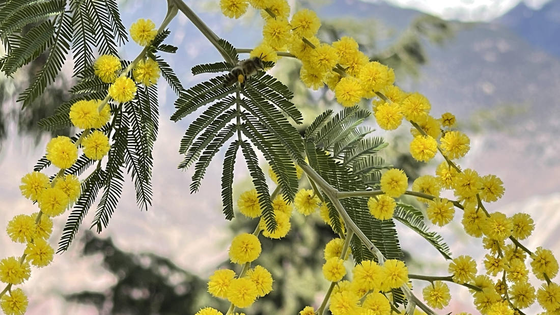 蜜蜂在金合歡花枝上休憩。