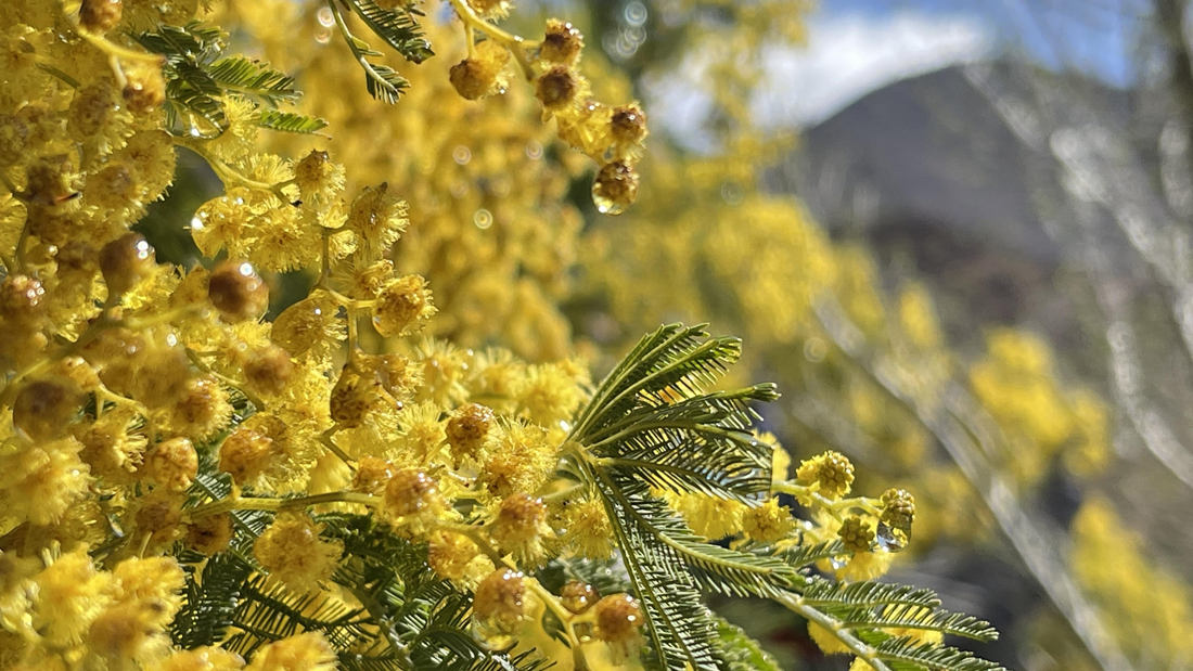 清晨帶著露珠的金合歡花。
