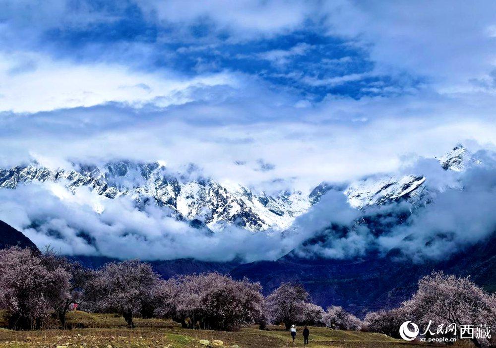 雪山下的桃花。人民網 李海霞攝