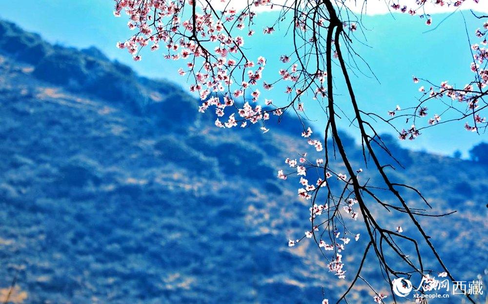 清麗的桃花。人民網(wǎng) 李海霞攝