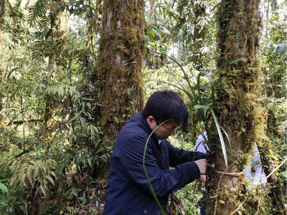 蘭花歸野。圖片由山水自然保護中心提供