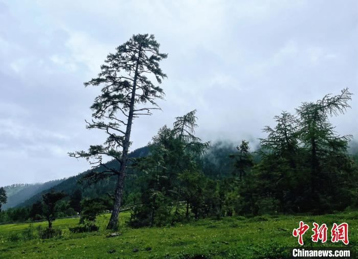 6月10日，魯朗小鎮(zhèn)高山牧場(chǎng)景區(qū)風(fēng)光。　冉文娟 攝