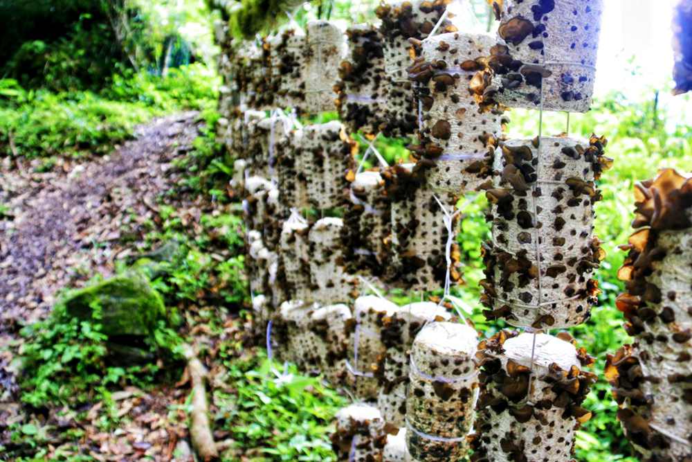 生長中的木耳。次仁央宗攝