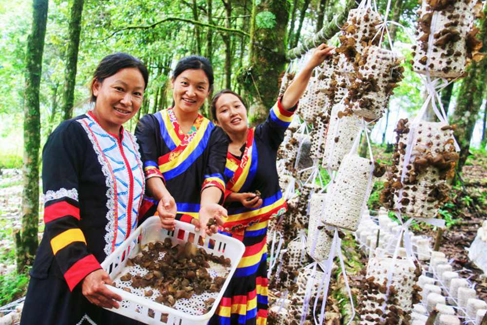 木耳產(chǎn)量頗豐。次仁央宗攝