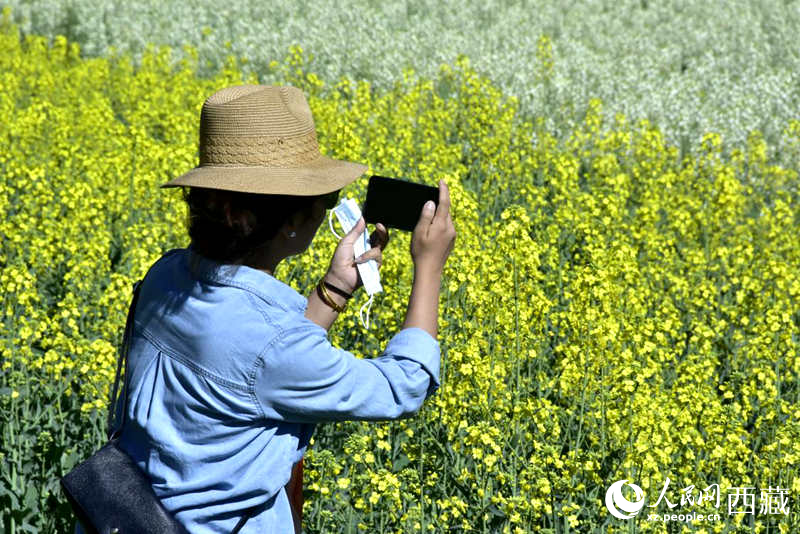 大片油菜花吸引游客到來。人民網(wǎng) 李海霞攝