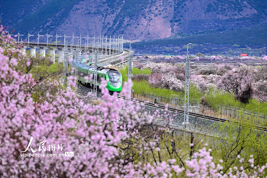 西藏林芝：雪域高原列車穿越花?！?】