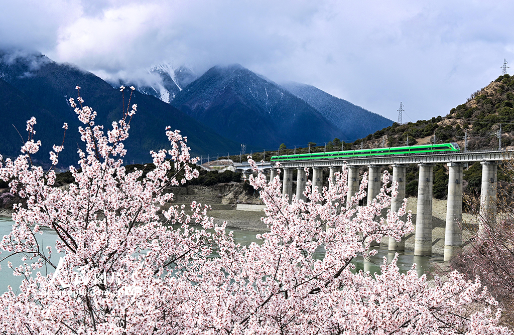 西藏林芝：雪域高原列車穿越花?！?】