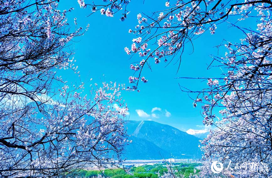 藍(lán)天與桃花相映成趣。 人民網(wǎng) 李海霞攝