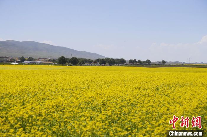 圖為青海湖畔油菜花海?！●R銘言 攝