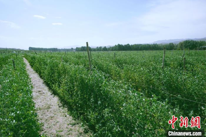 天?？h高原綠色(有機(jī))蔬菜基地種植的食用莢豆。　闕道華 攝