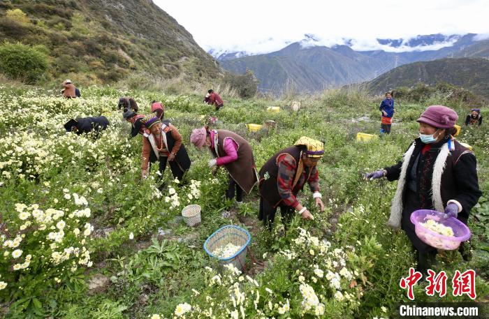 “落戶”黑水的杭白菊。桐鄉(xiāng)市宣傳部提供