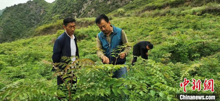 圖為張金利調(diào)研適合阿拉村種植的農(nóng)作物，經(jīng)過不斷改良技術(shù)后，產(chǎn)量大大提高。(資料圖)甘肅省水利廳供圖