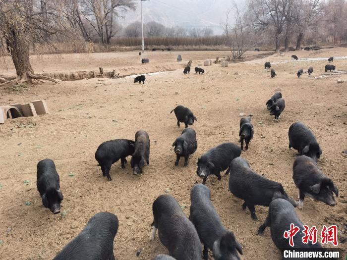 圖為藏香豬?！∑钤鲚?攝