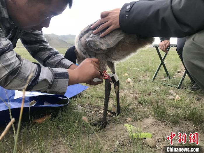 圖為研究人員為黑頸鶴佩戴GPS跟蹤設(shè)備。祁連山國家公園青海省管理局供圖