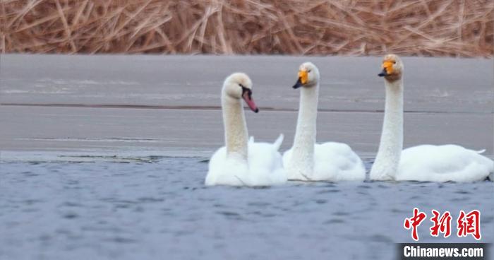 圖為疣鼻天鵝與大天鵝?！∏嗪夜珗@觀鳥協(xié)會(huì)供圖 攝