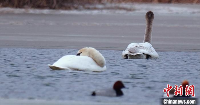 圖為疣鼻天鵝水面休憩。　青海國(guó)家公園觀鳥(niǎo)協(xié)會(huì)供圖 攝