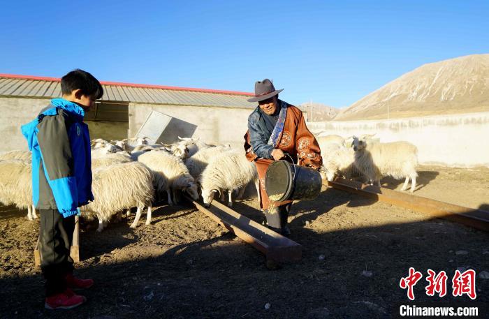 圖為哇保和孫子正在喂羊?！〔彭?xiàng)什姐 攝