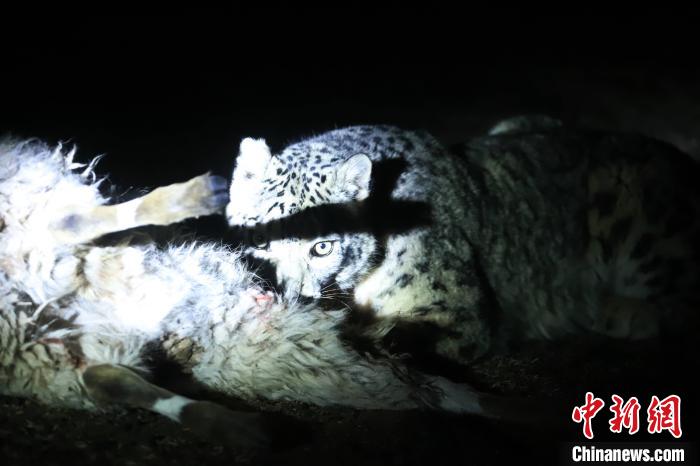 長江源、瀾滄江源啟動旗艦物種雪豹及棲息地保護(hù)項(xiàng)目
