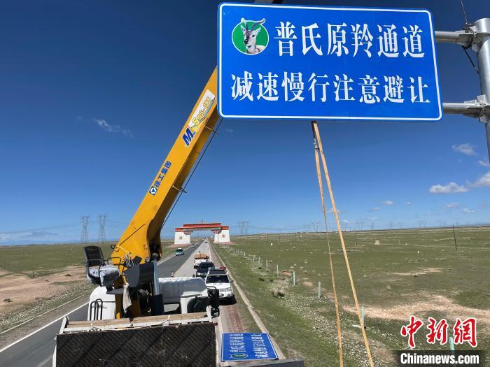 圖為青海省海北州剛察縣設(shè)立的普氏原羚通道警示牌?！∏嗪Ｊ『１敝萑嗣駲z察院供圖