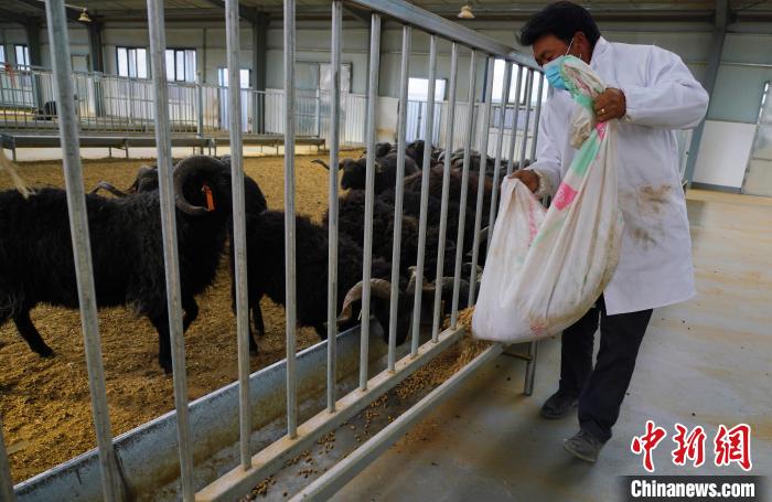 圖為飼養(yǎng)員給黑藏羊喂食?！●R銘言 攝