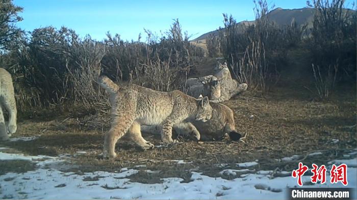 圖為紅外相機拍攝到的猞猁?！∑钸B山國家公園青海省管理局供圖