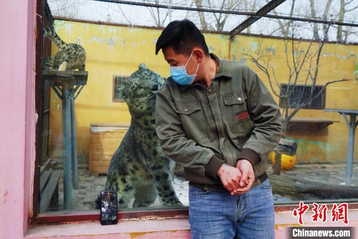 圖為雪豹“奶爸”史壽軍直播休息時與雪豹互動?！●R銘言 攝