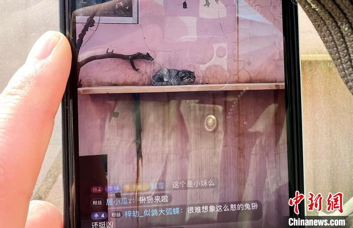 圖為雪豹“奶爸”史壽軍正在直播?！●R銘言 攝