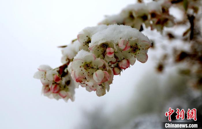 花兒被冰雪覆蓋。　李永安 　攝