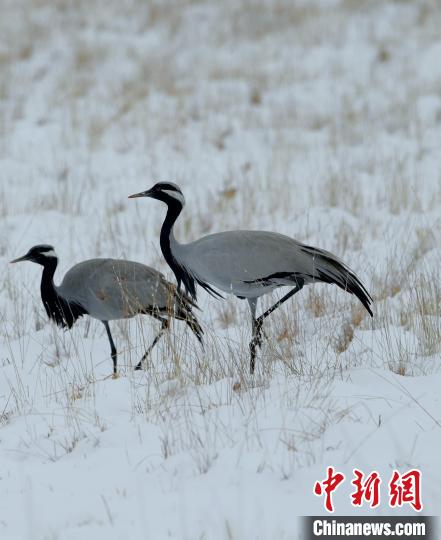 在若爾蓋濕地的蓑羽鶴?！∩袞|機 攝