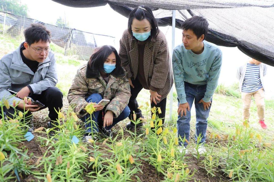 彭州對口支援工作組隊(duì)項(xiàng)目組查看瓦布貝母種植情況。彭州市宣傳部供圖