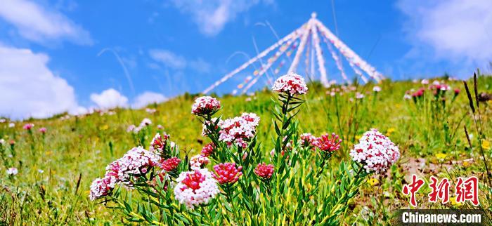 圖為草原一角?！?韓麗 　攝