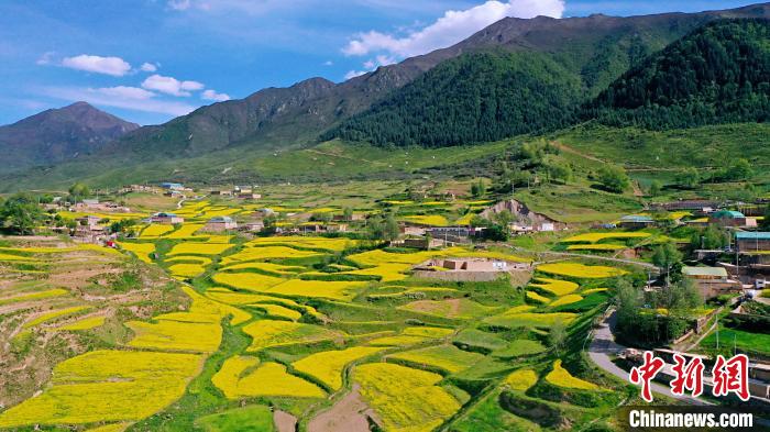 圖為加吾鄉(xiāng)的油菜花?！￡P卻才讓 攝