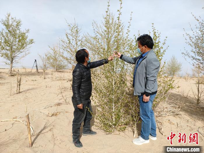 柴達木盆地的護林員：守護，只為那一片綠