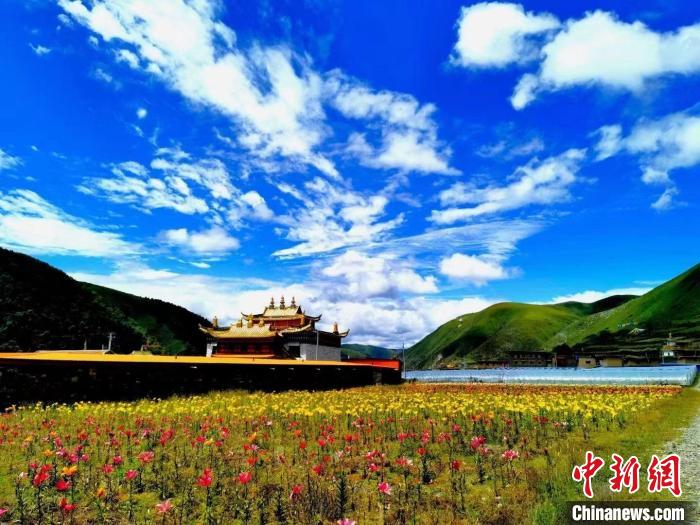 近百畝百合花競(jìng)相開放，景色誘人?！∪捞量h委宣傳部供圖