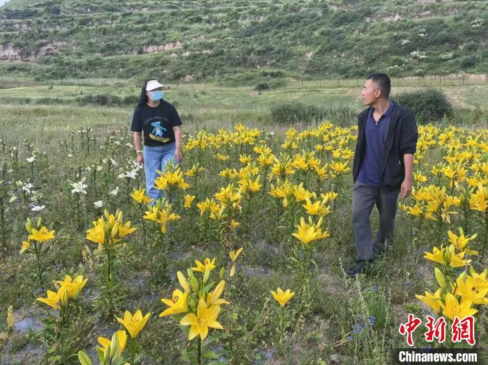 村民采摘百合花?！∪捞量h委宣傳部供圖